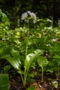 Beautiful blooming white flowers of ramson - wild garlic Allium ursinum plant in homemade garden. Close-up. Organic farming, Royalty Free Stock Photo