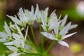 Beautiful blooming white flowers of ramson - wild garlic Allium ursinum plant in homemade garden. Close-up. Organic farming, Royalty Free Stock Photo