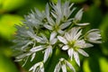 Beautiful blooming white flowers of ramson - wild garlic Allium ursinum plant in homemade garden. Close-up. Organic farming, Royalty Free Stock Photo