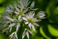 Beautiful blooming white flowers of ramson - wild garlic Allium ursinum plant in homemade garden. Close-up. Organic farming, Royalty Free Stock Photo