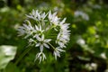 Beautiful blooming white flowers of ramson - wild garlic Allium ursinum plant in homemade garden. Close-up. Organic farming, Royalty Free Stock Photo