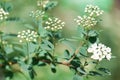 Beautiful blooming white flowers of spirea. White flowers of the bride. Background.