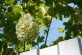 Beautiful blooming white flowers Viburnum Opulus on a background of blue sky and a fence Royalty Free Stock Photo