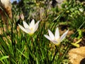 Beautiful blooming white lilies di pegunungan