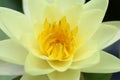 Beautiful blooming white lotus flower, closeup view Royalty Free Stock Photo