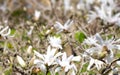 Beautiful blooming white magnolia flowers on a tree, spring background. Royalty Free Stock Photo