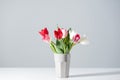 Blooming white, pink and red tulips in vase on grey Royalty Free Stock Photo