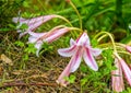 Beautiful blooming white and pink wild lily flower with rain drops on petals Royalty Free Stock Photo