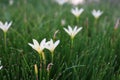 beautiful blooming white rain lily flowers in garden field Royalty Free Stock Photo