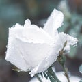 Beautiful Blooming white rose flower with water rain drops on blur blue background macro lovely wallpaper Royalty Free Stock Photo