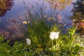 White tulips growing on lily pond in Claude Monet`s garden. Giverny, France. Royalty Free Stock Photo