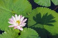 Beautiful blooming white water lily flower over large green leaves. The sun projects the shadow of Nymphaea alba on a leaf lying. Royalty Free Stock Photo