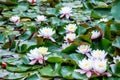 Beautiful blooming white water lily flowers on the pond close-up view Royalty Free Stock Photo