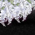 Beautiful blooming white wisteria branches