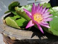 Pink lotus flowers bloom in the betta basin. In rural areas of Thailand Royalty Free Stock Photo