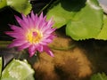 Pink lotus flowers bloom in the betta basin. In rural areas of Thailand Royalty Free Stock Photo