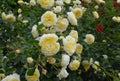 Beautiful blooming of white yellow roses bush flowers