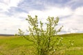 Beautiful blooming wild apple tree on the background of hills and ravines on a spring Royalty Free Stock Photo