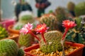 Beautiful blooming wild desert cactus flower