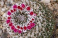 Wild desert cactus flower or cacti bloom Royalty Free Stock Photo