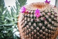 Wild desert cactus flower or cacti bloom Royalty Free Stock Photo