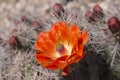 Beautiful blooming wild desert cactus flowers. Royalty Free Stock Photo