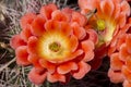 Beautiful blooming wild desert cactus flowers. Royalty Free Stock Photo