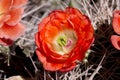 Beautiful blooming wild desert cactus flowers. Royalty Free Stock Photo