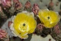 Beautiful blooming wild desert cactus flowers. Royalty Free Stock Photo