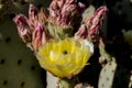 Beautiful blooming wild desert cactus flowers. Royalty Free Stock Photo