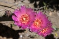 Beautiful blooming wild desert pink cactus flowers. Royalty Free Stock Photo