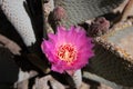 Beautiful blooming wild desert pink cactus flowers. Royalty Free Stock Photo