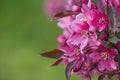 The beautiful blooming wild pink cherry branch on blurred green floral background