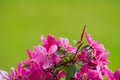 The beautiful  blooming wild red cherry branch on blurred bright yellow - green floral background Royalty Free Stock Photo