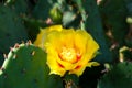 Beautiful blooming yellow cactus flower in the garden. Royalty Free Stock Photo