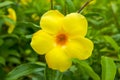 Beautiful blooming yellow cicada flower in the garden