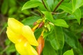 Beautiful blooming yellow cicada flower in the garden