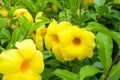 Beautiful blooming yellow cicada flower in the garden