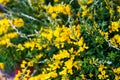 A beautiful blooming yellow gorse flower Royalty Free Stock Photo