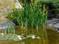 beautiful blooming yellow irises and white water lilies growing in a lake in a city park Royalty Free Stock Photo