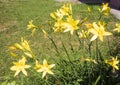 Beautiful blooming yellow lillies in the garden. Sunny day outdoors Royalty Free Stock Photo