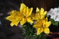 The beautiful blooming yellow lily of Fata Morgana is beautiful! Blurred background.