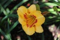 Beautiful blooming Yellow lily flower with petal and pistil in the green leaves garden Royalty Free Stock Photo