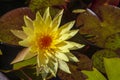 Beautiful blooming yellow lotus flower with water lilies in natural evening light Royalty Free Stock Photo