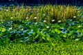 Beautiful Blooming Yellow Lotus Water Lily Pad Flowers and Other Water Plants Royalty Free Stock Photo