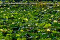 Beautiful Blooming Yellow Lotus Water Lily Pad Flowers and Other Water Plants Royalty Free Stock Photo