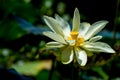 A Beautiful Blooming Yellow Lotus Wildflower