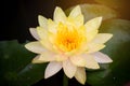Beautiful blooming yellow lotus with yellow pollen and green leaves floating on pond Royalty Free Stock Photo