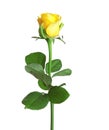 Beautiful blooming yellow rose