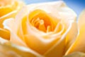 Beautiful blooming yellow rose flower Royalty Free Stock Photo